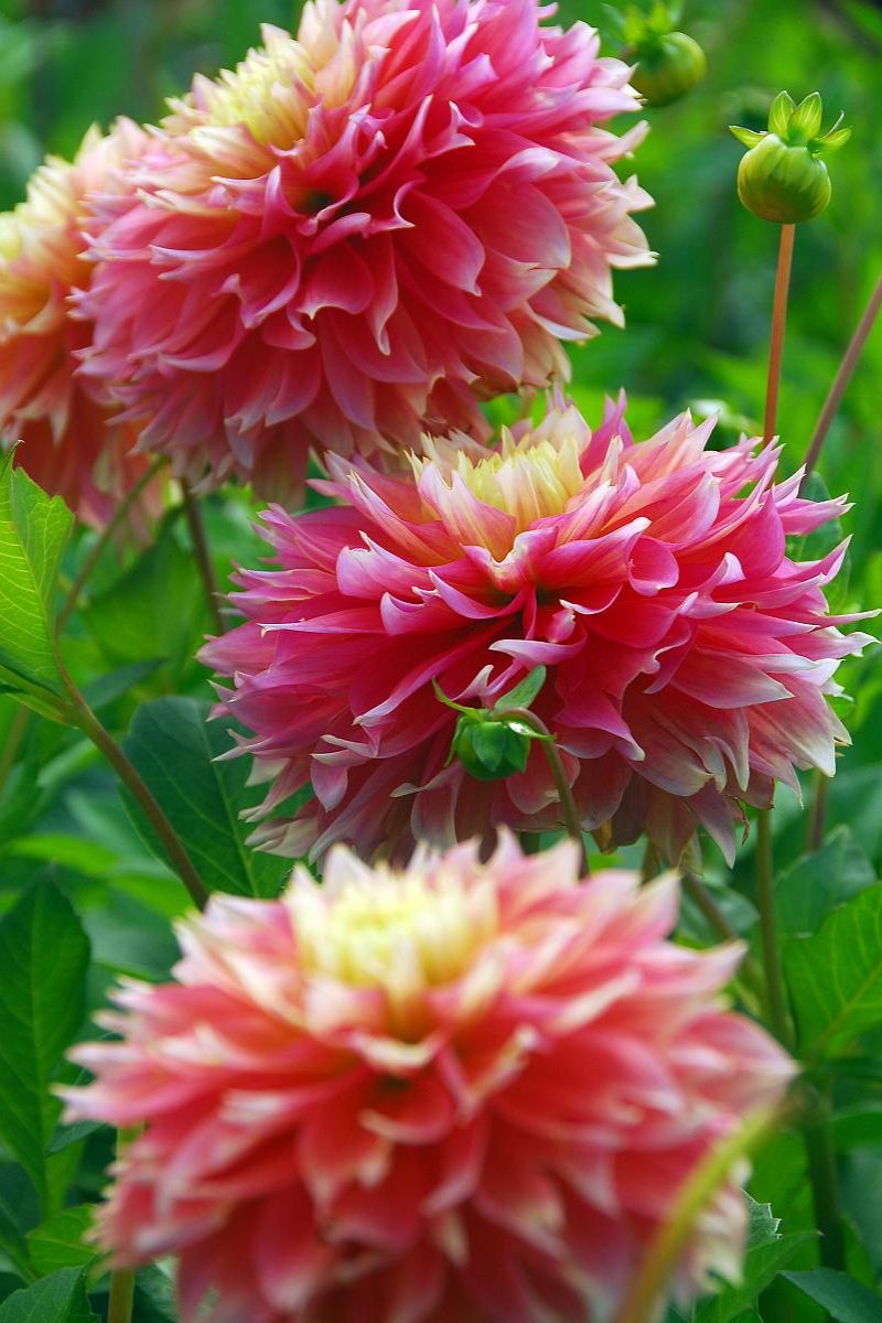 DeVroomen Dahlia Fubuki Kogane 1/pk