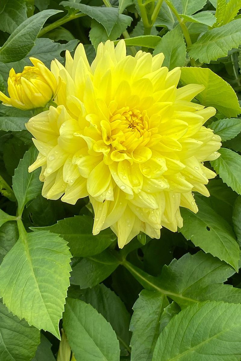 DeVroomen Dahlia Go-Go Yellow 1/pk