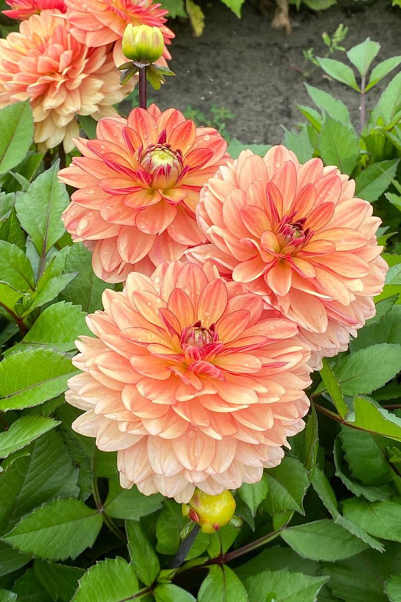 DeVroomen Dahlia GoGo Orange 1/pk