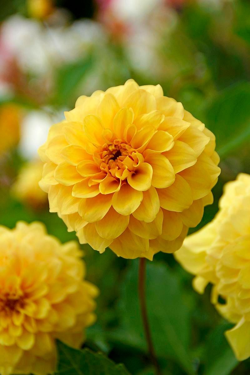 DeVroomen Dahlia Golden Sceptre 1/pk