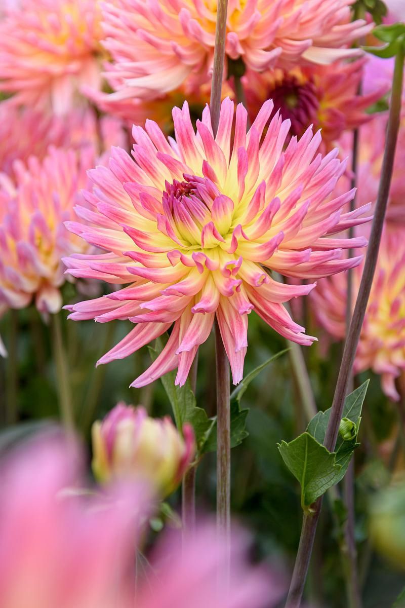 DeVroomen Dahlia Karma