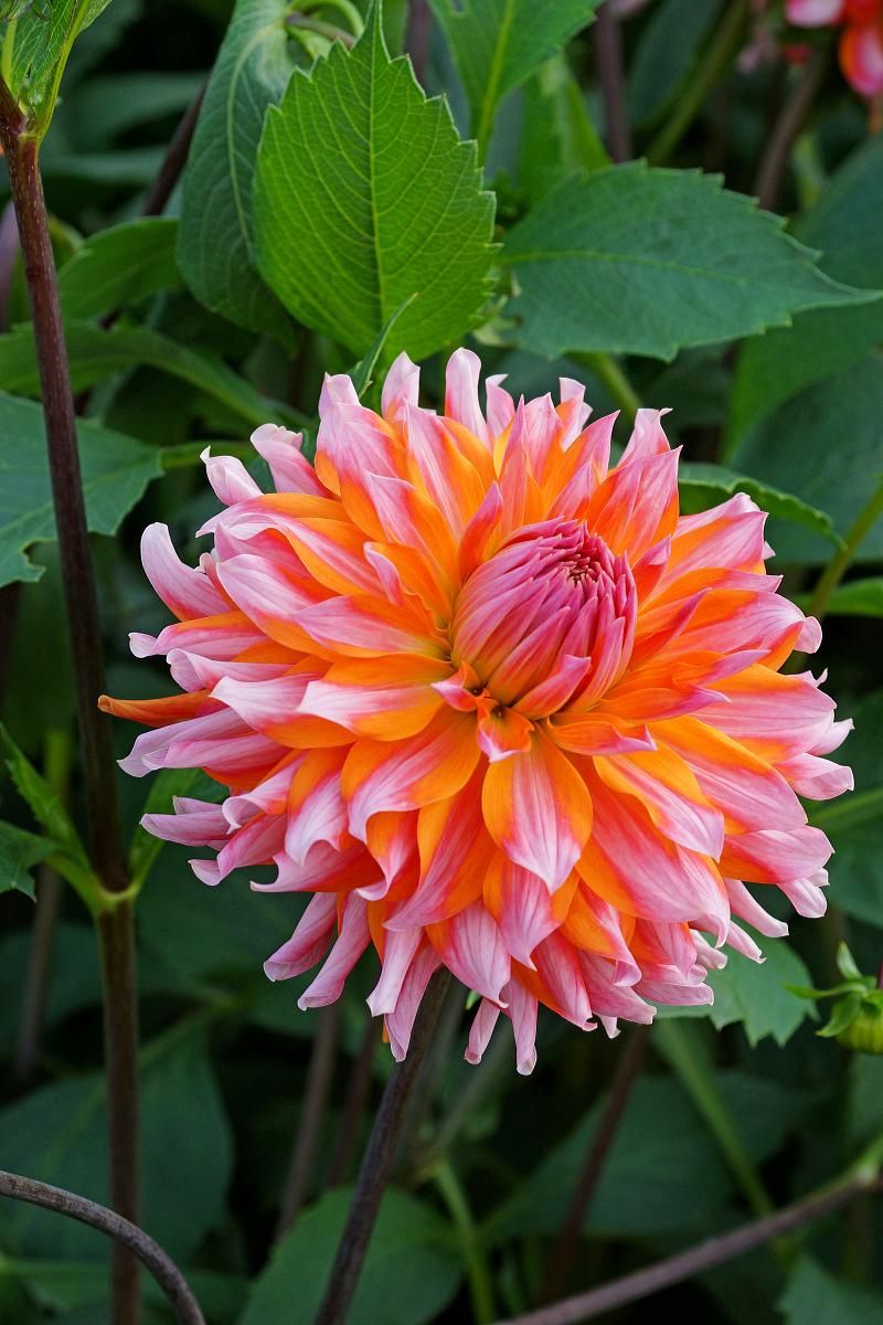 DeVroomen Dahlia Orange Turmoil 1/pk