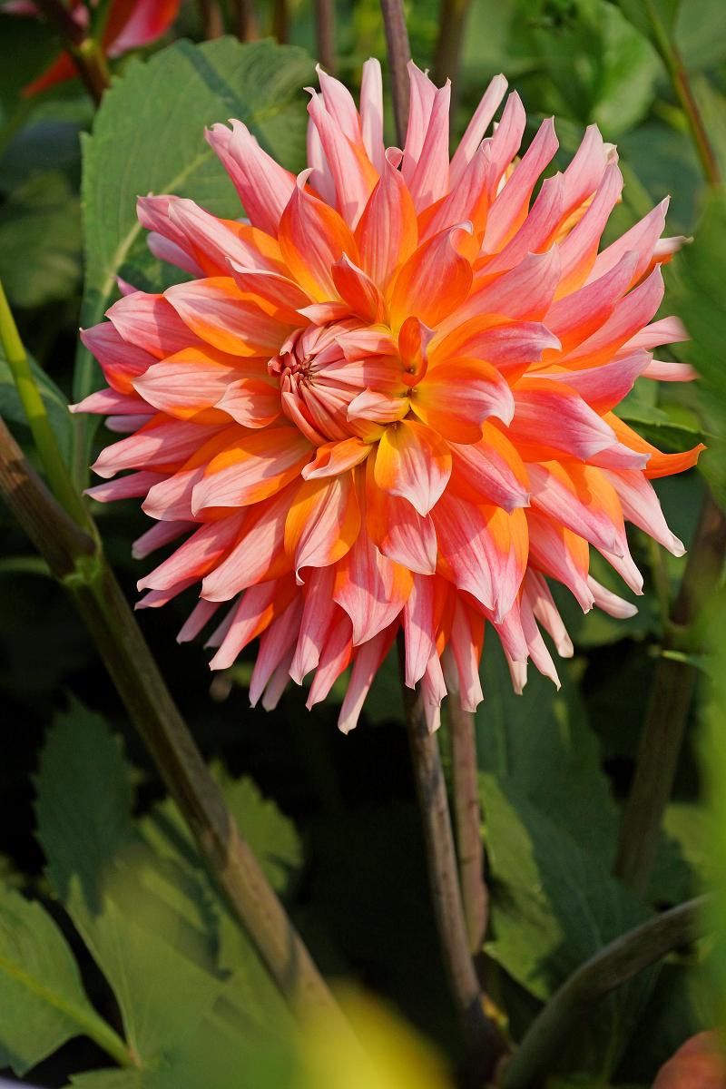 DeVroomen Dahlia Orange Turmoil 1/pk