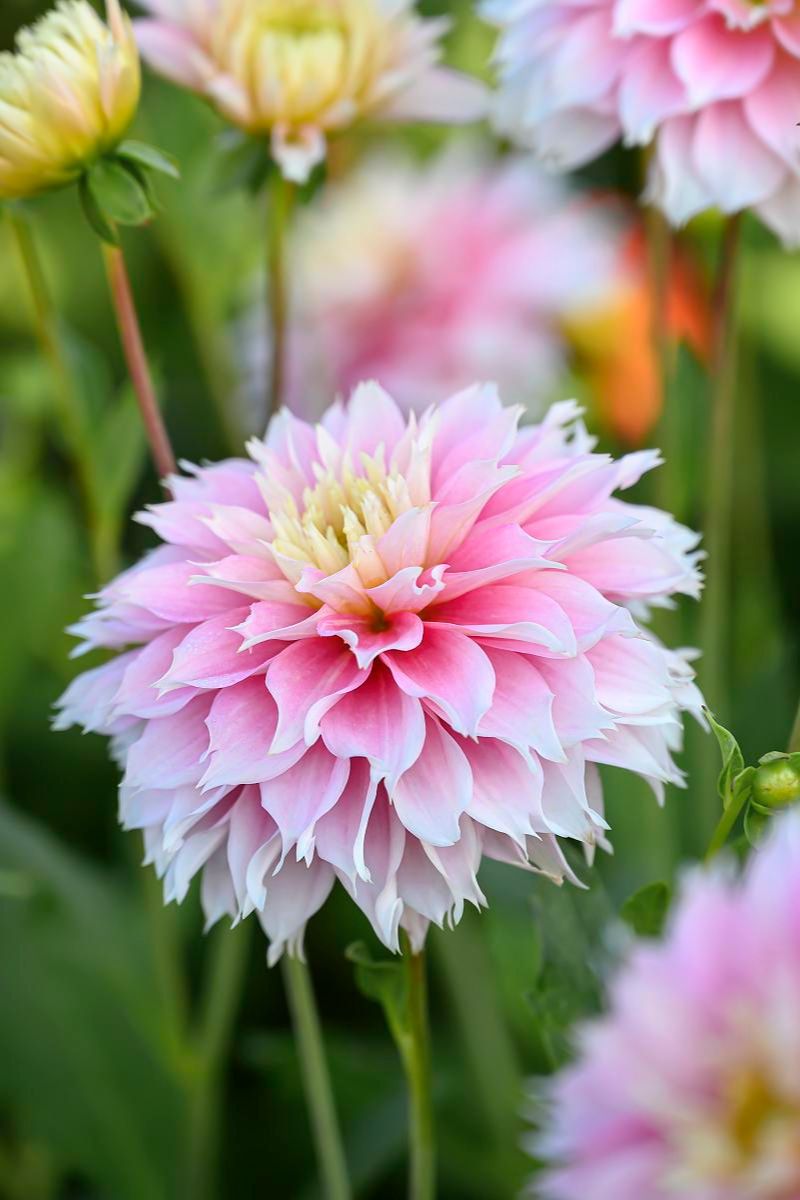 DeVroomen Dahlia Pink Impact 1 Pack