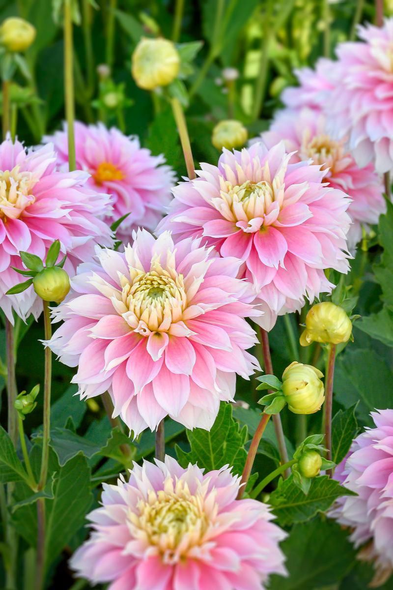 DeVroomen Dahlia Pink Impact 1 Pack