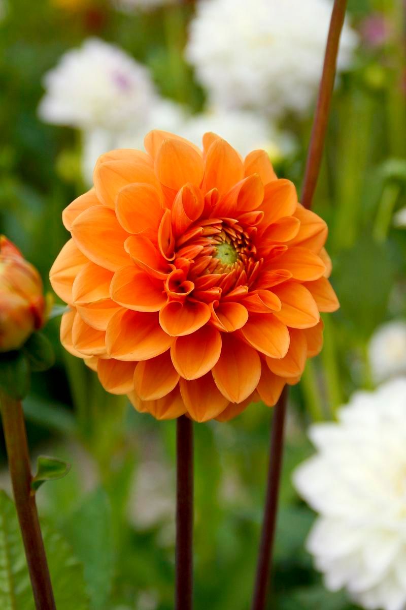 DeVroomen Dahlia Sylvia 1/pk