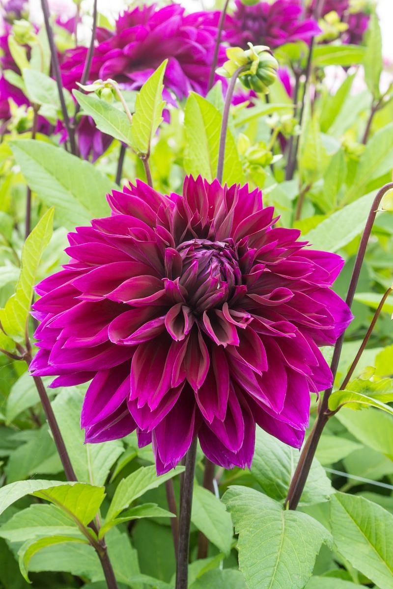 DeVroomen Dahlia Thomas A. Edison 2/pk