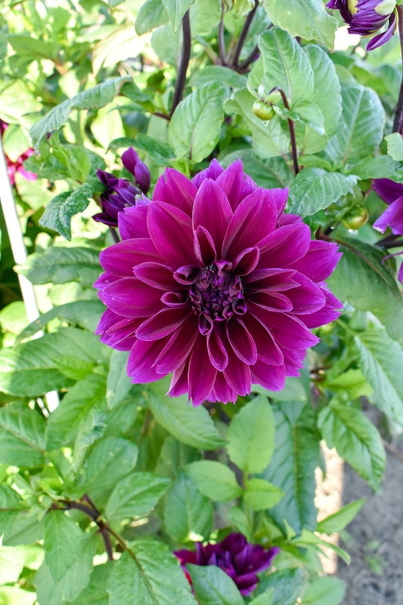 DeVroomen Dahlia Thomas A. Edison 2/pk