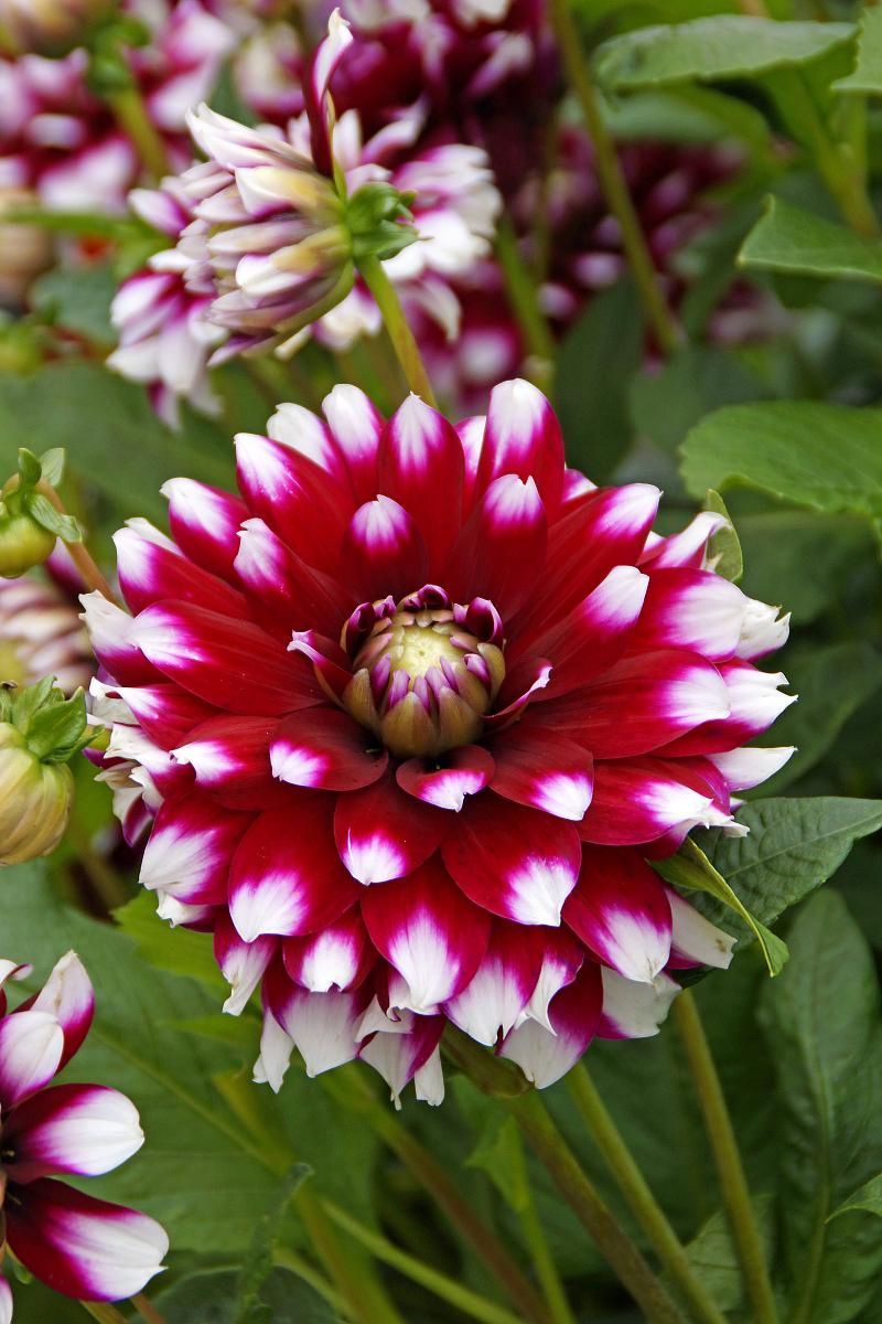 DeVroomen Dahlia Verdi Glory 1/pk