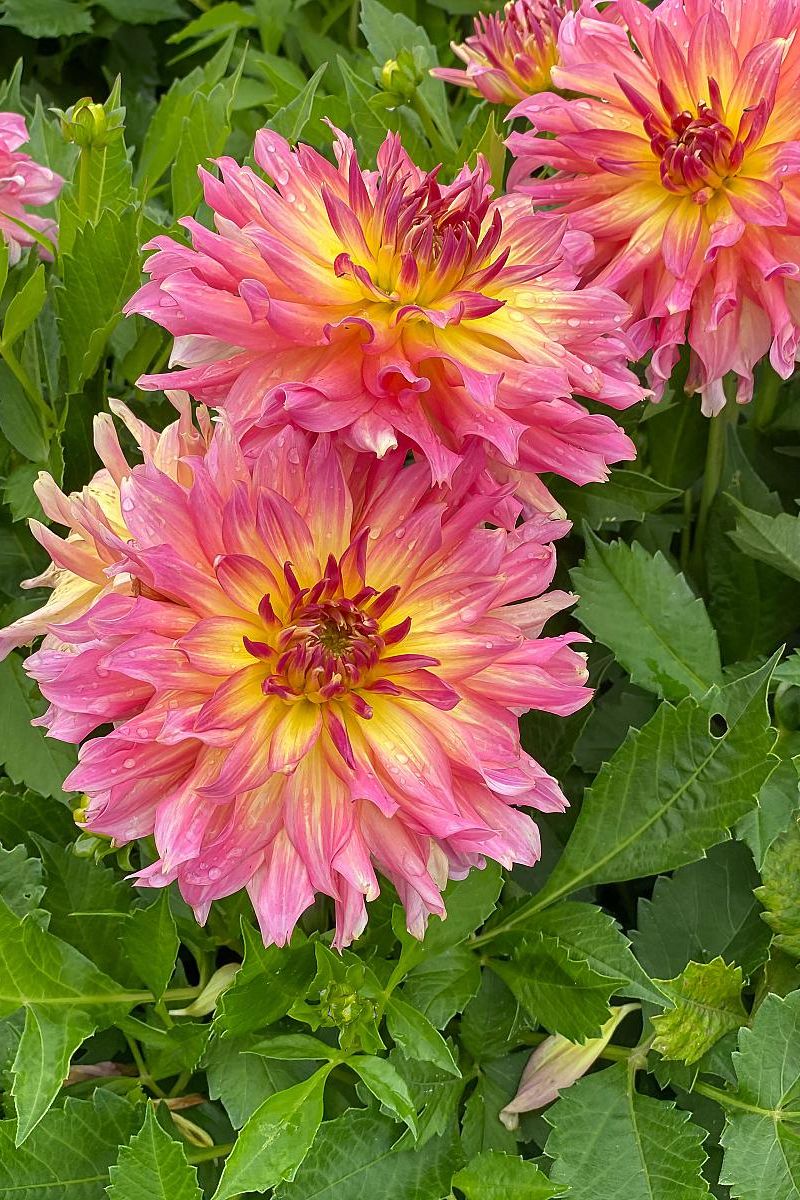 DeVroomen Dahlia Go-Go Pink-Yellow 1/pk