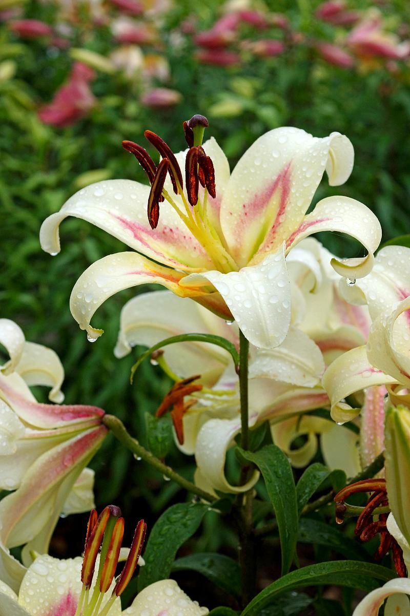 DeVroomen Lilium Bonbini 2/pk