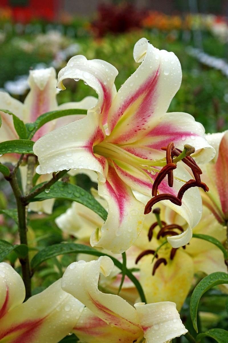 DeVroomen Lilium Bonbini 2/pk