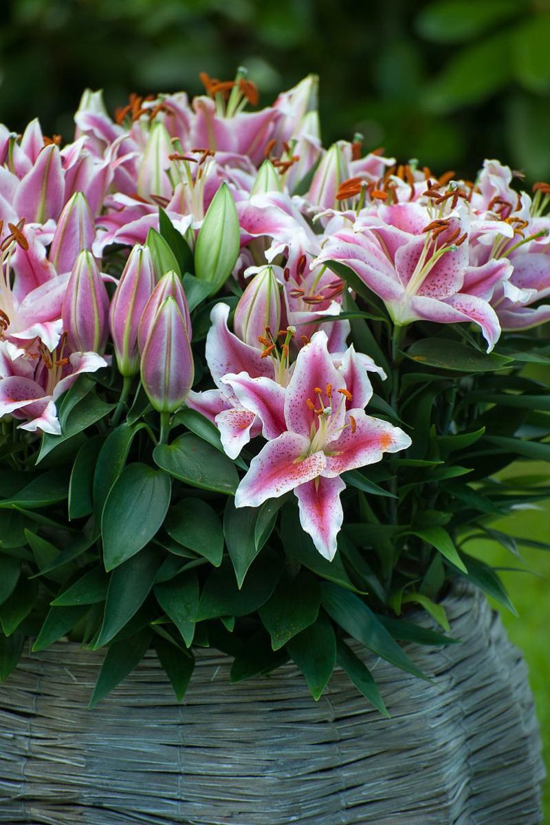 DeVroomen Lilium Oriental Star Gazer 75 Pack