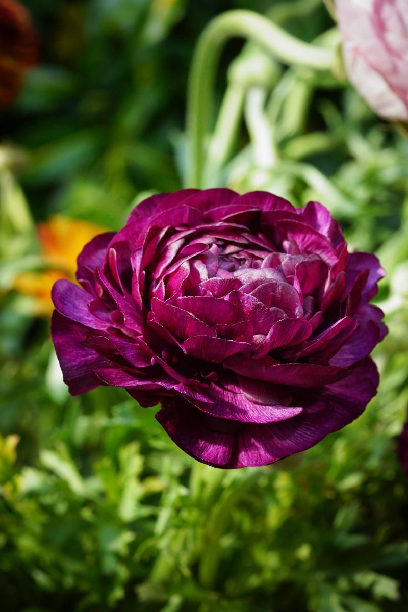 DeVroomen Ranunculus Purple Sensation 10/pk