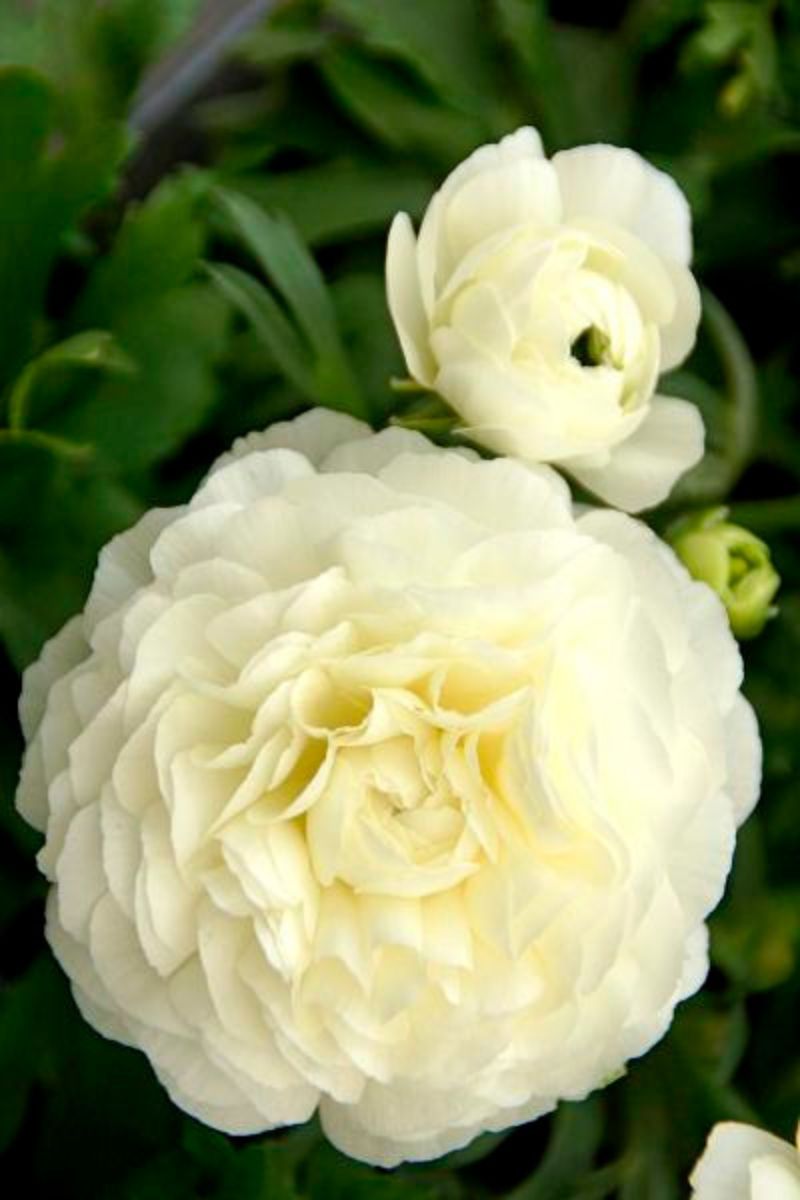 DeVroomen Ranunculus White 10/pk