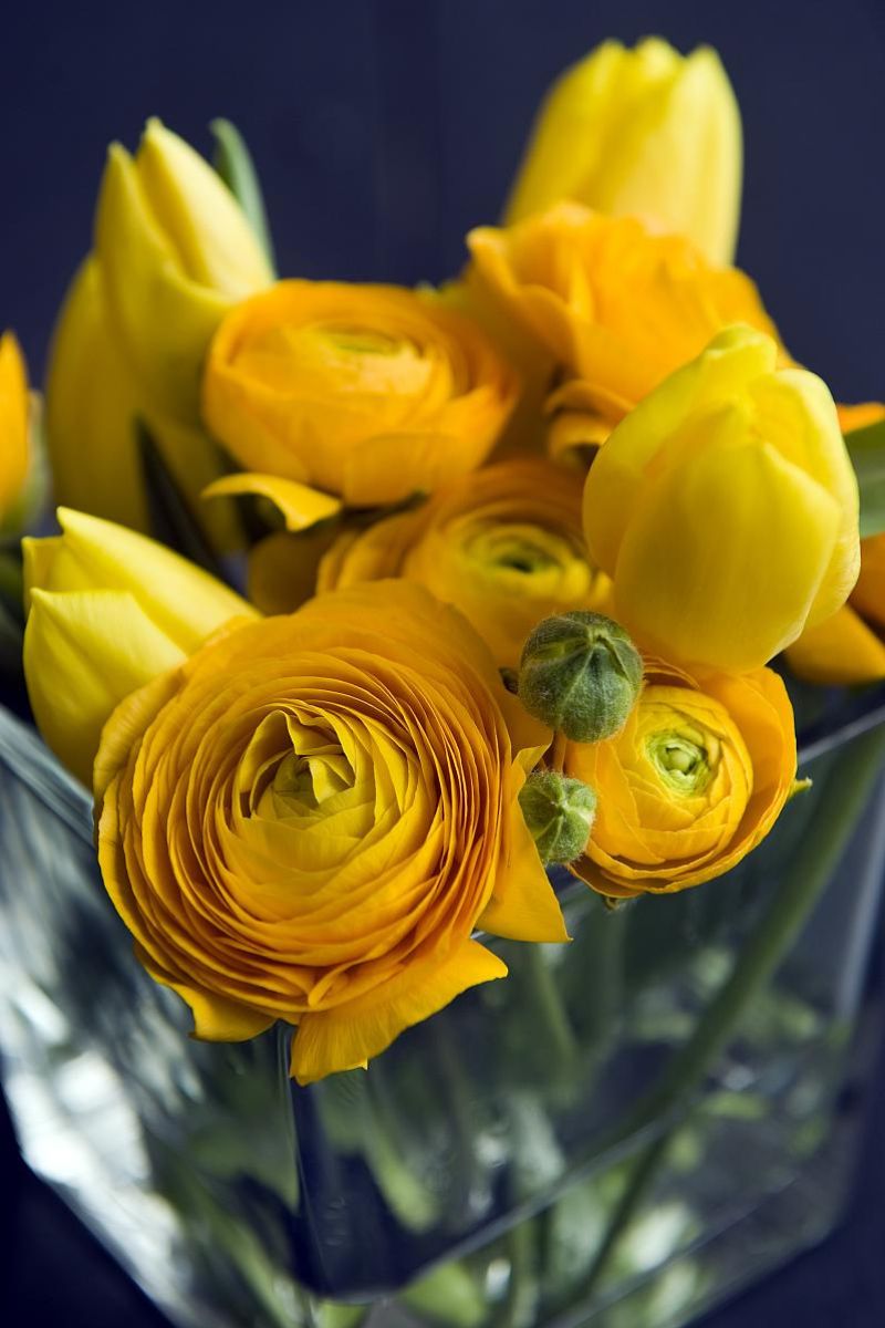 DeVroomen Ranunculus Yellow 10/pk