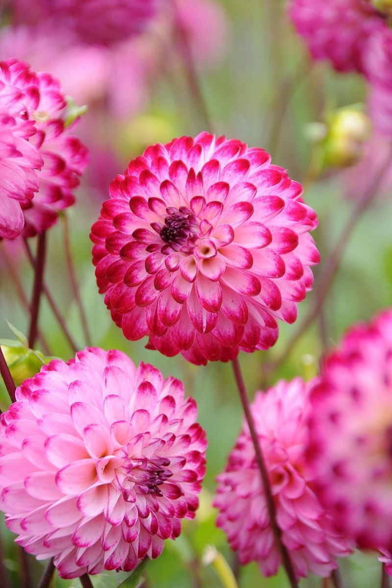 DeVroomen Dahlia Little Robert 1/pk