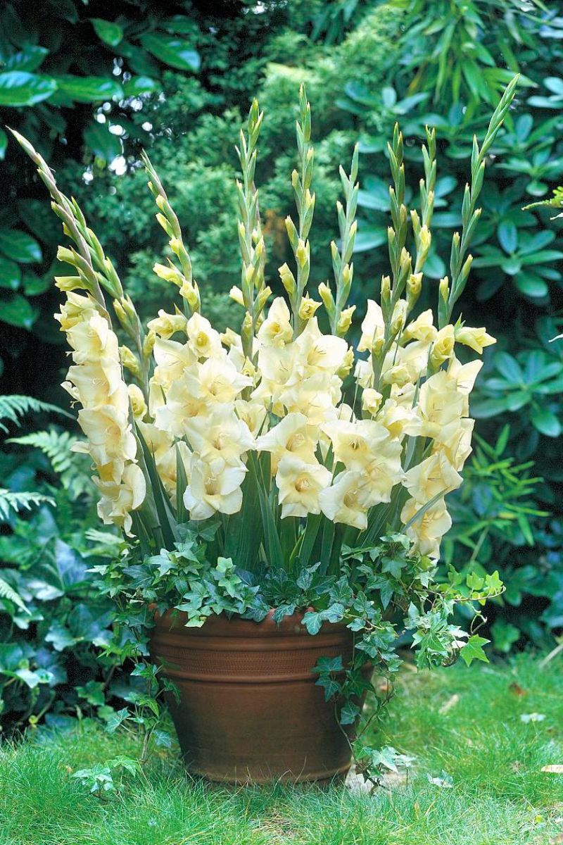 DeVroomen Gladiolus Glamini Charlotte 10 Pack