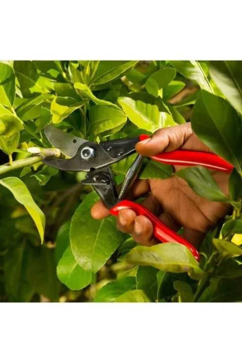 Felco 5 Pruning Shears