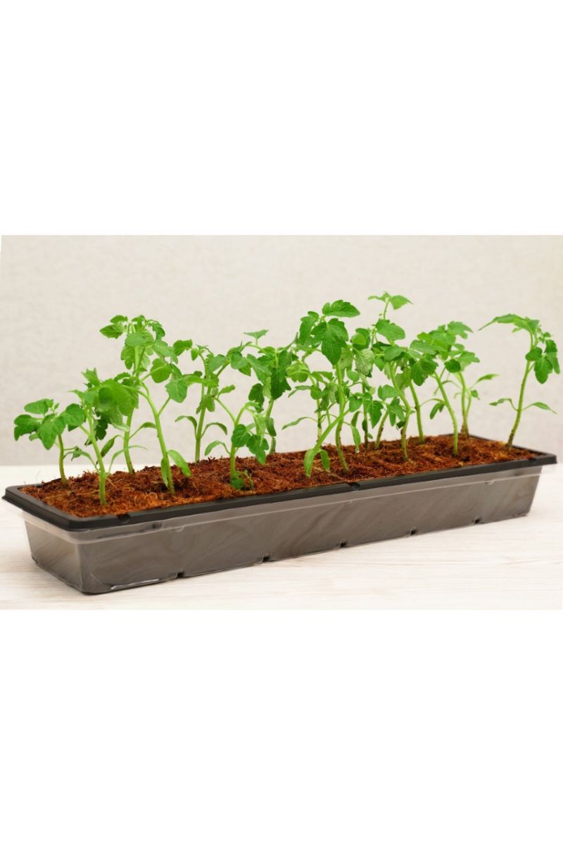 PlantBest Coconut Coir Pot Greenhouse Kit 16 Pots