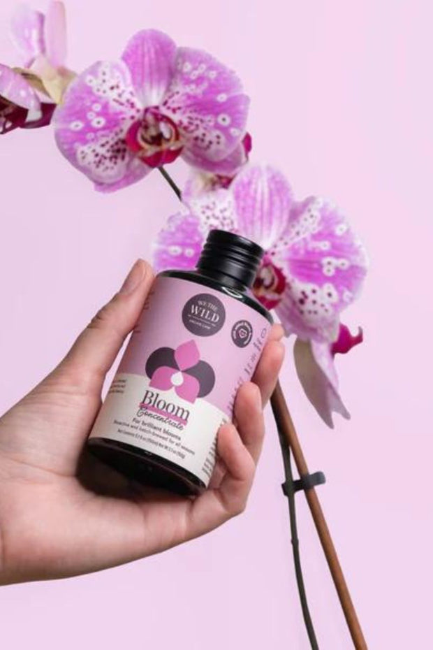 We The Wild Orchid Essentials Kit