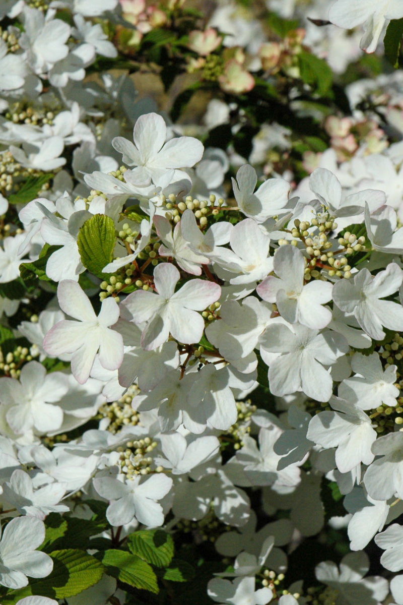 Viburnum, Doublefile Pink Beauty