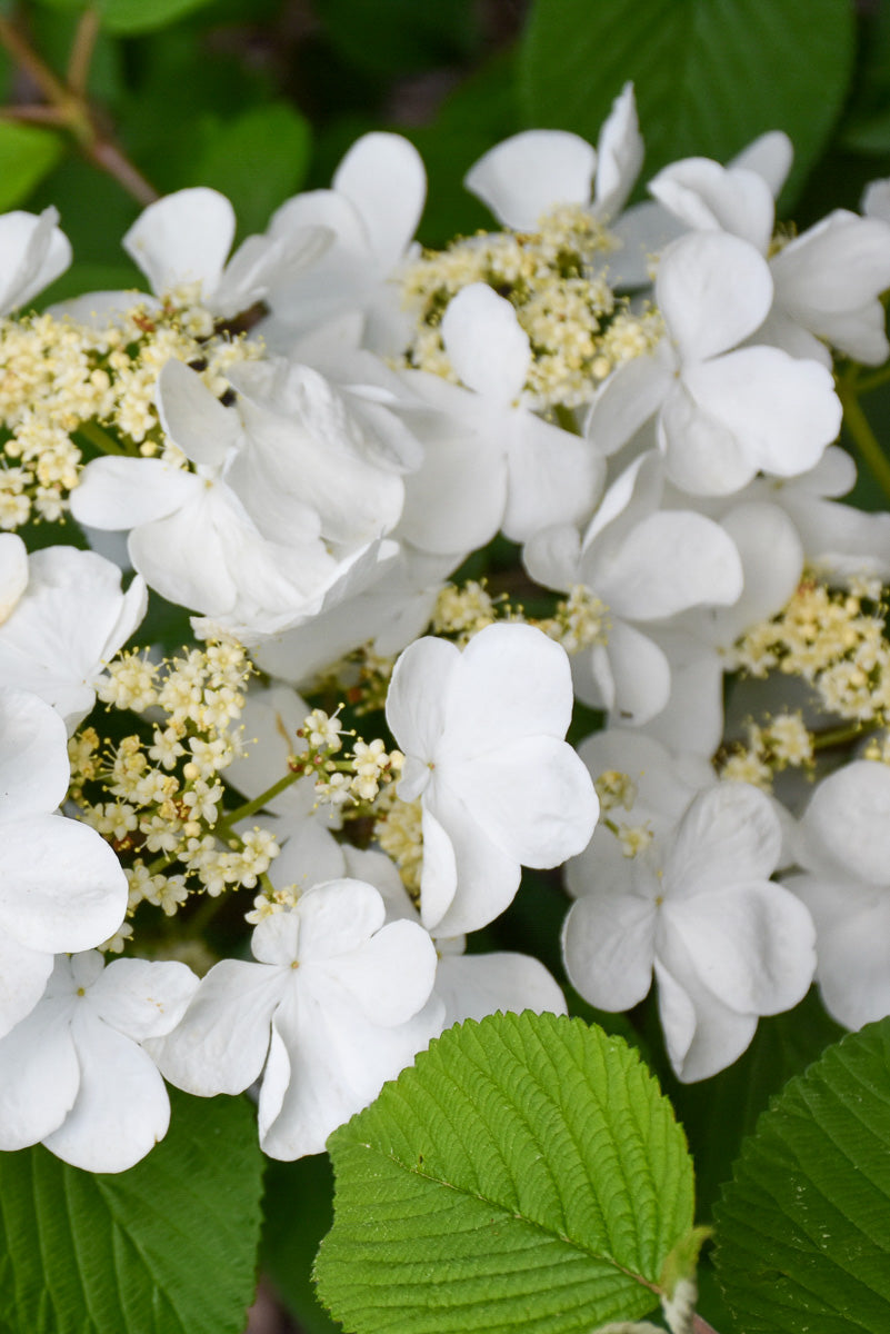 Viburnum, Doublefile Pink Beauty