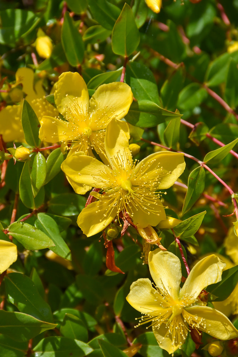 Hypericum, Hidcote