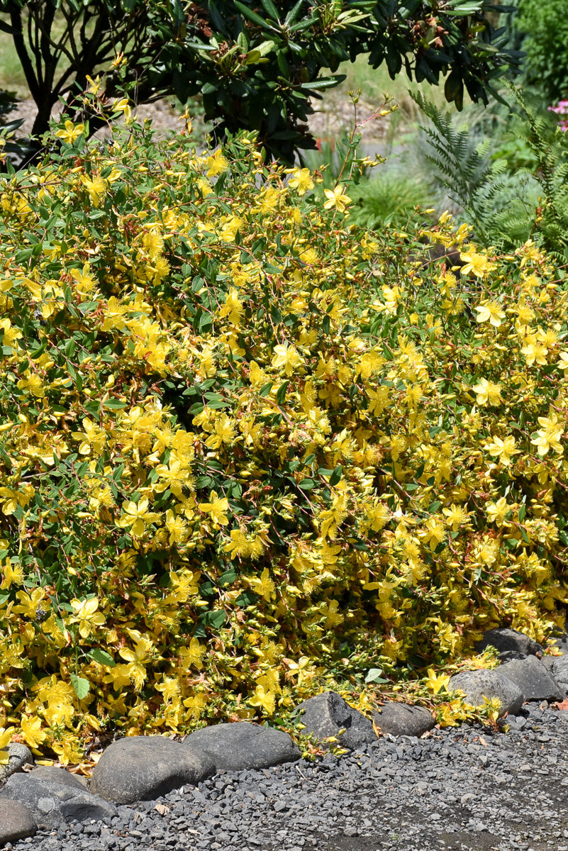 Hypericum, Hidcote