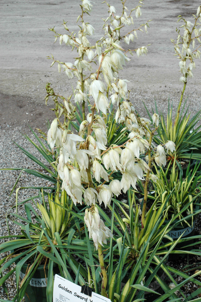 Yucca, Adam's Needle (hardy)