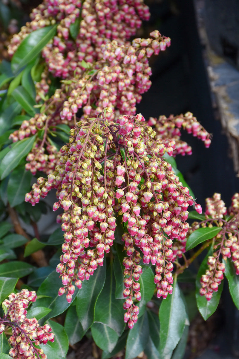Pieris, Passion