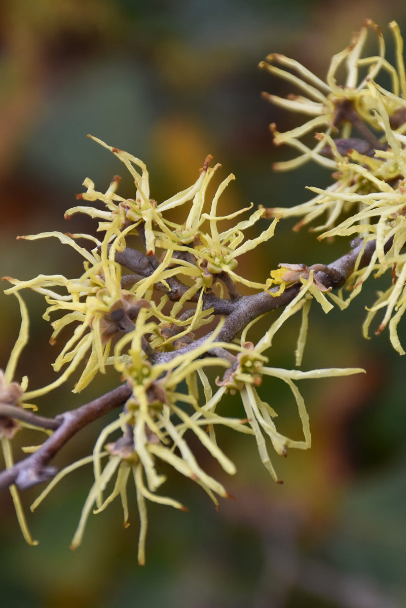 Witchhazel, Fall