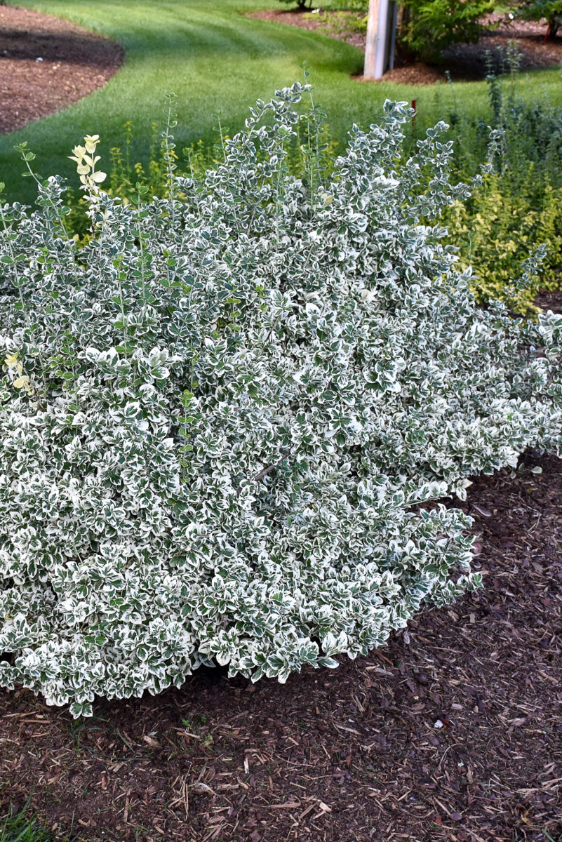 Euonymus, White Album