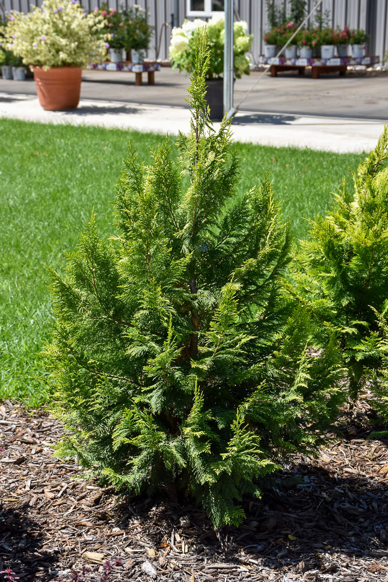 Falsecypress, Pinpoint Gold