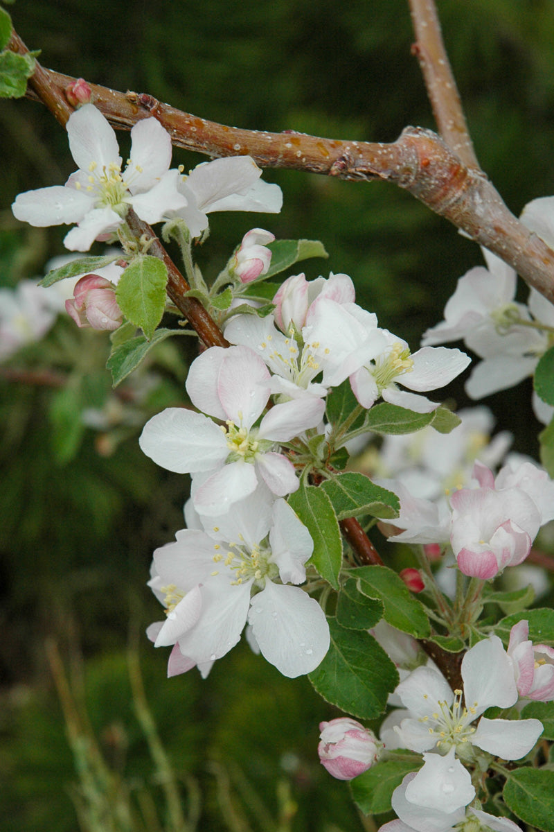 Fruit, Apple Pink Lady