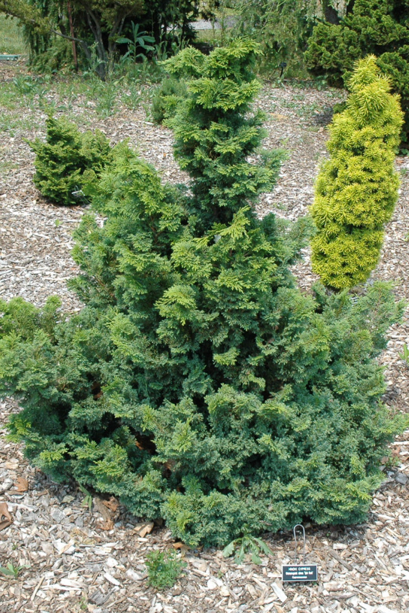 False Cypress, Split Rock