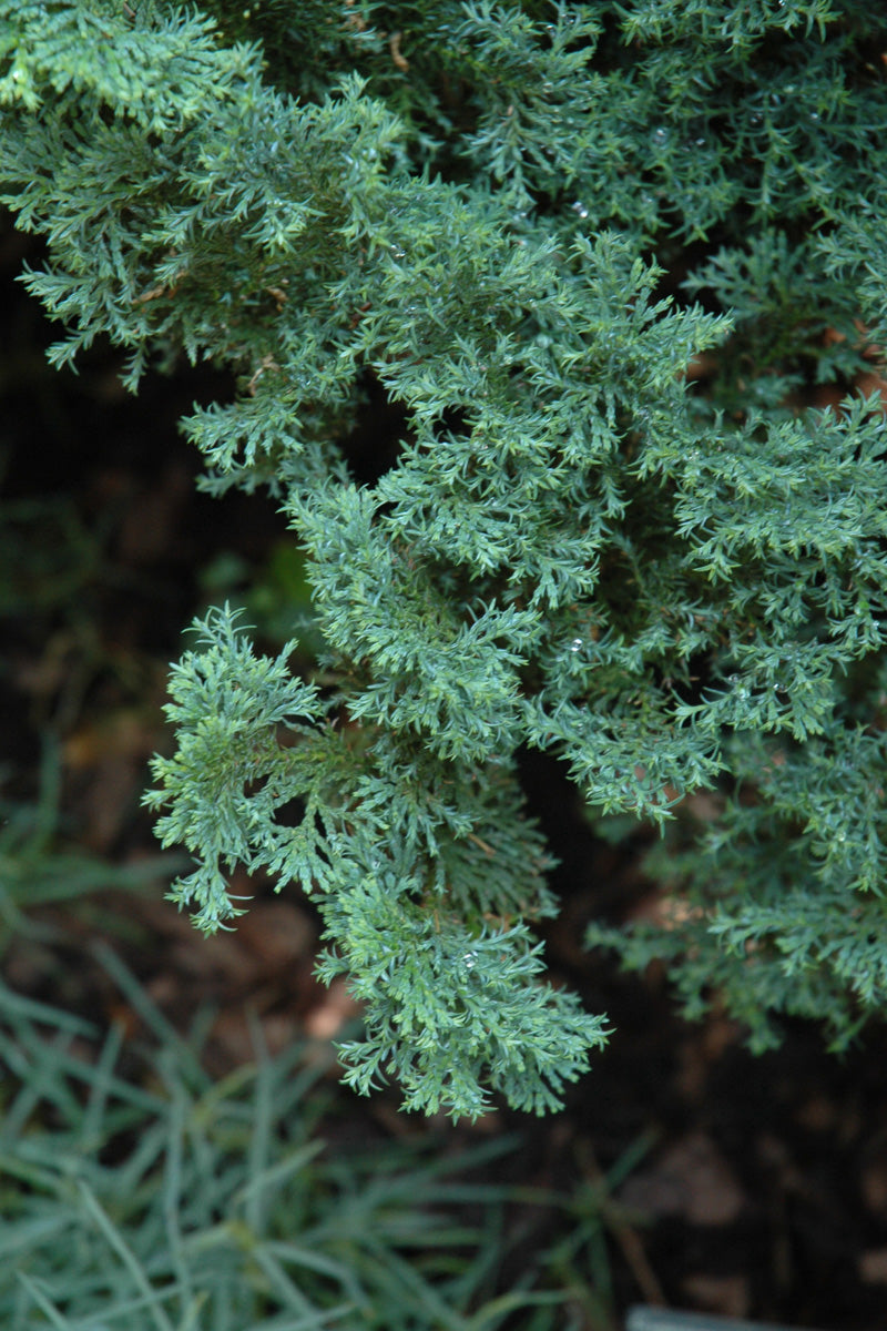 False Cypress, Split Rock