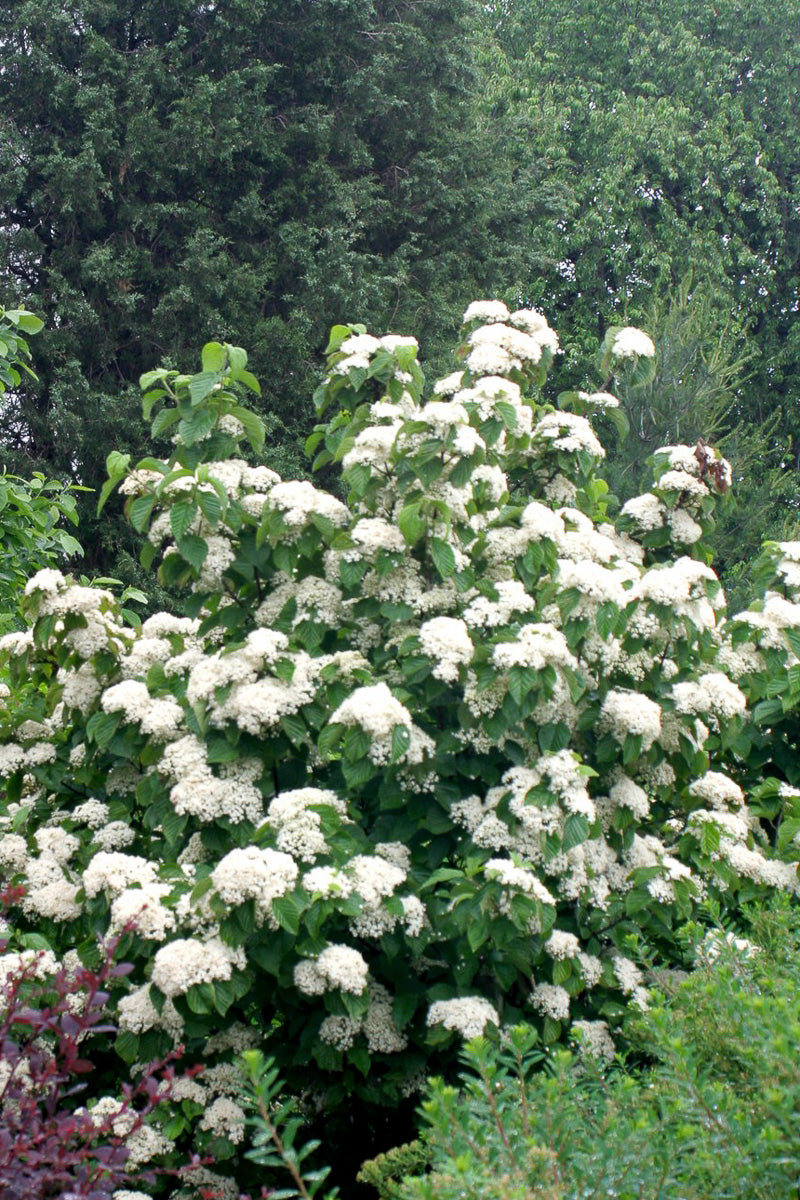 Viburnum, Cardinal Candy