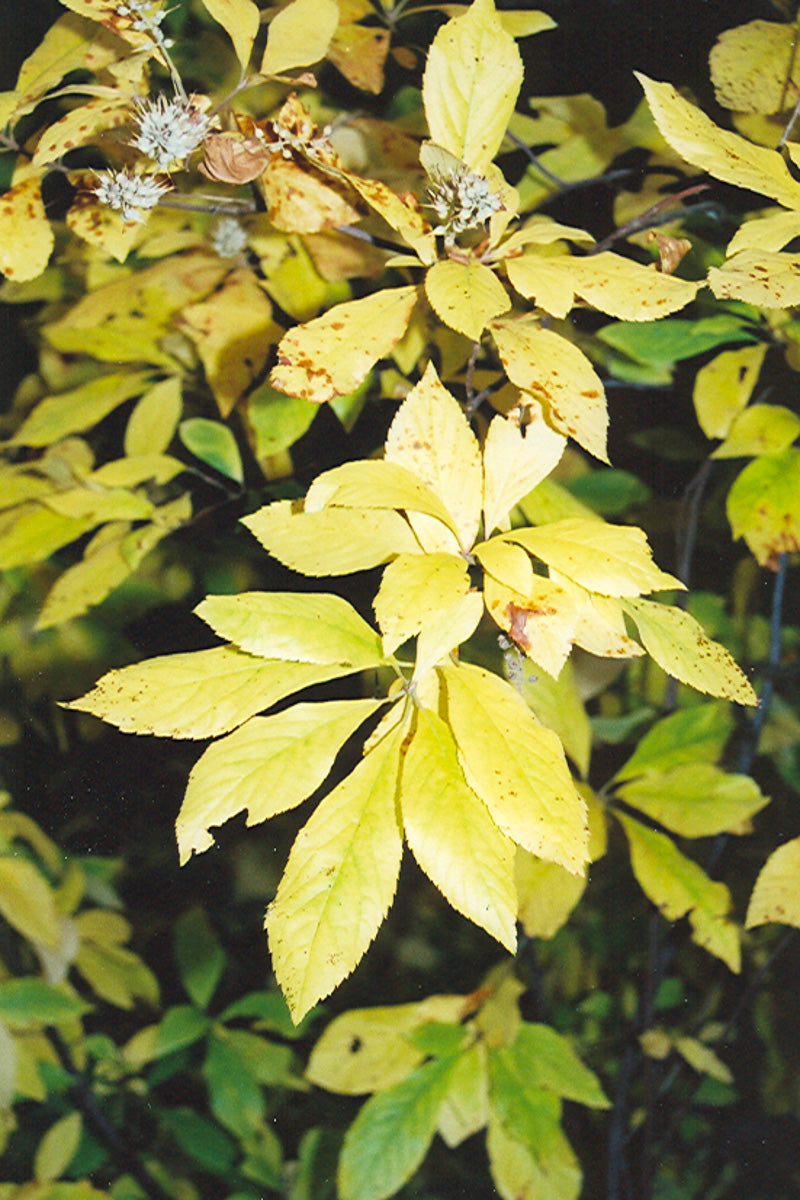Clethra
