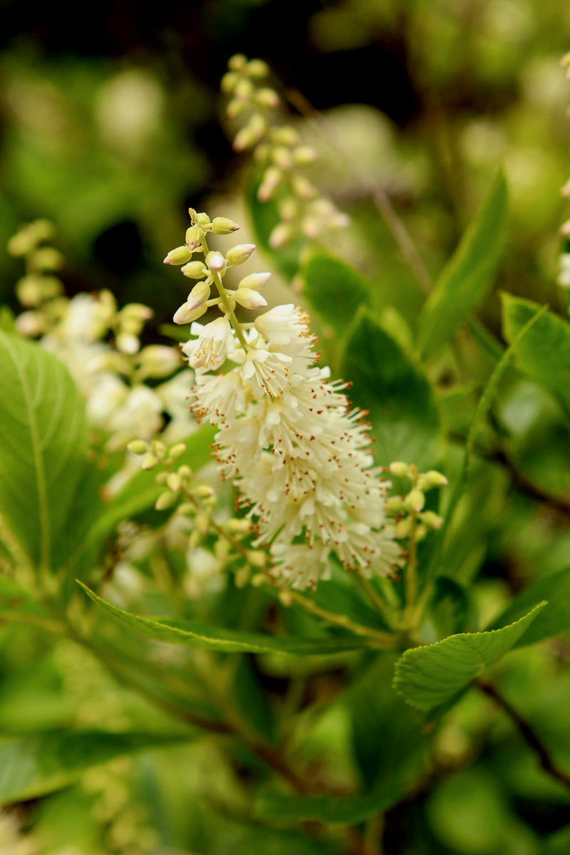 Clethra
