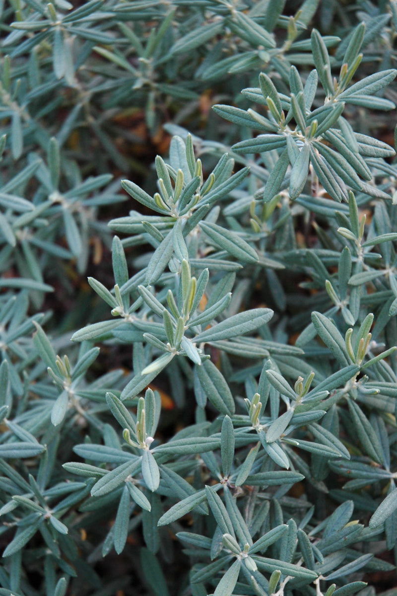Bog Rosemary, Blue Ice