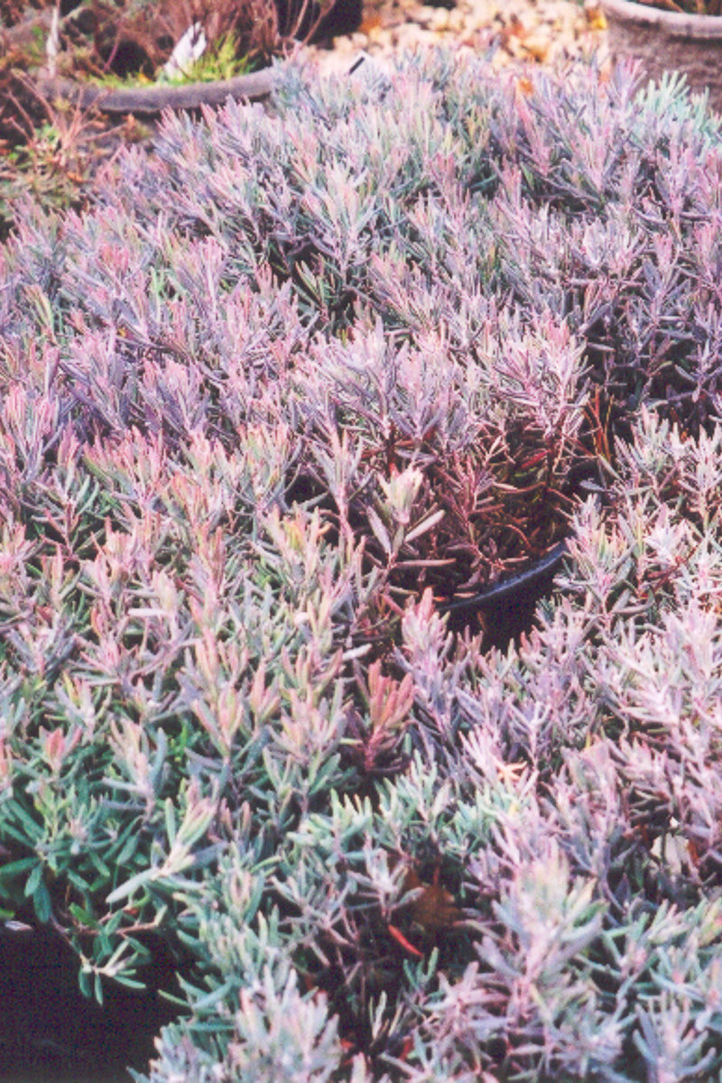Bog Rosemary, Blue Ice