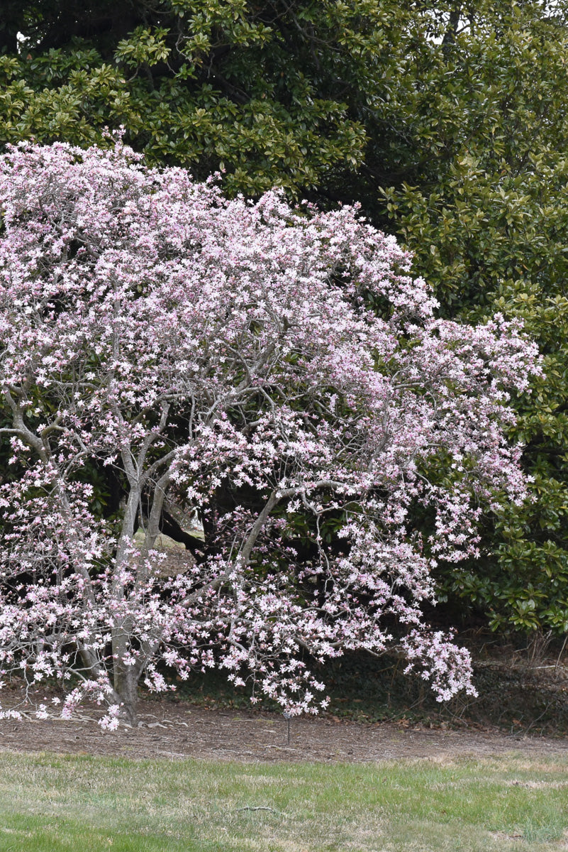 Magnolia, Leonard Messel