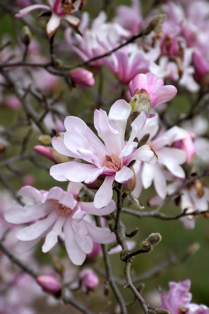 Magnolia, Leonard Messel