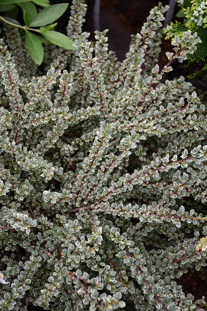 Cotoneaster, Northern Borders