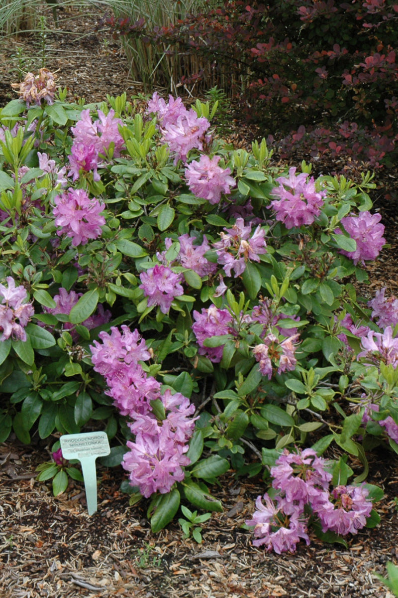 Rhododendron, Minnetonka (red/lav)