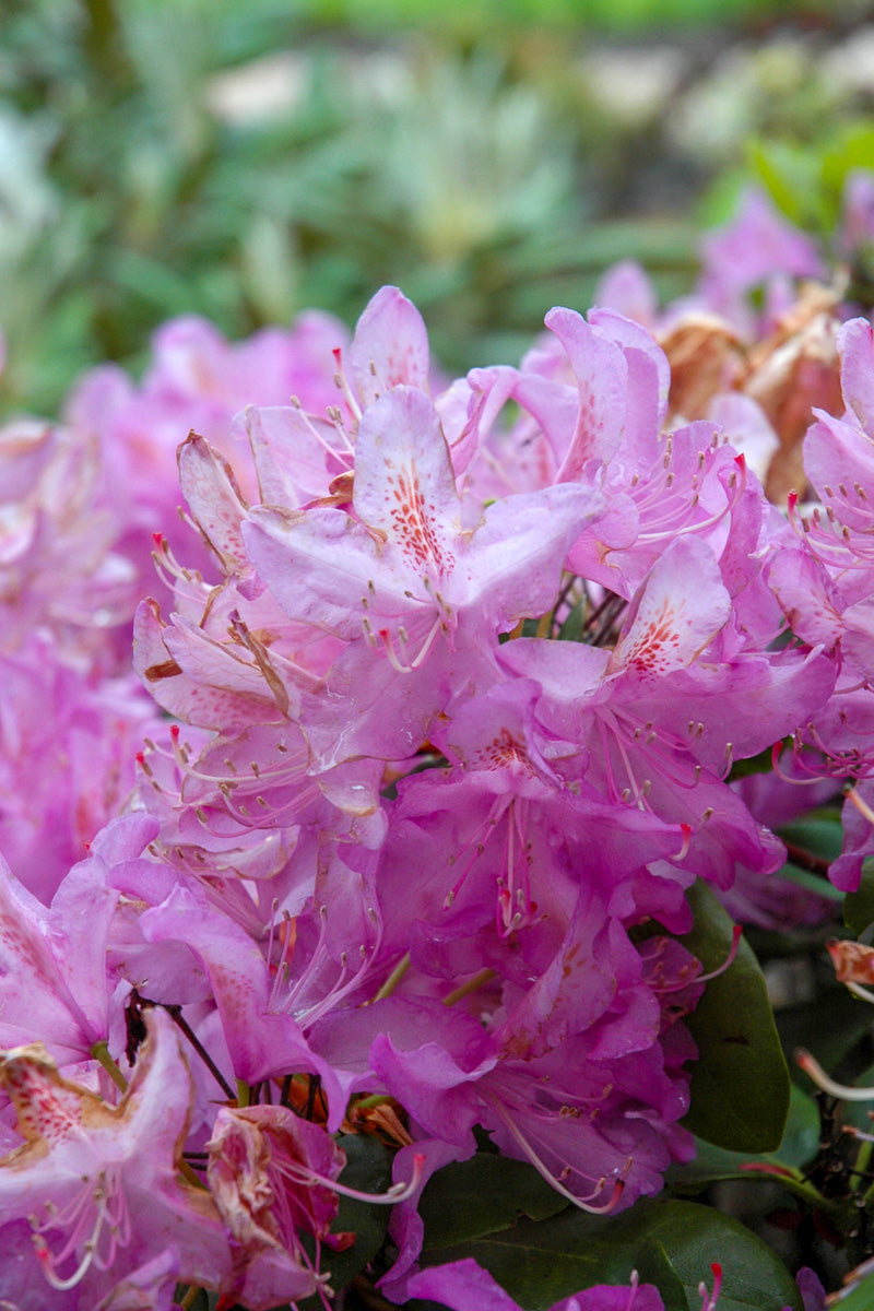 Rhododendron, Minnetonka (red/lav)