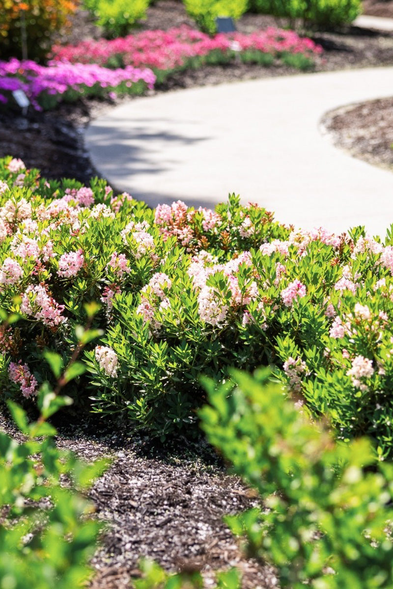 Rhododendron, bloombux Blush
