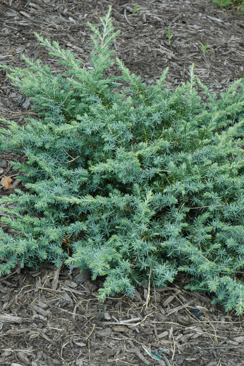 Juniper, Silver Mist