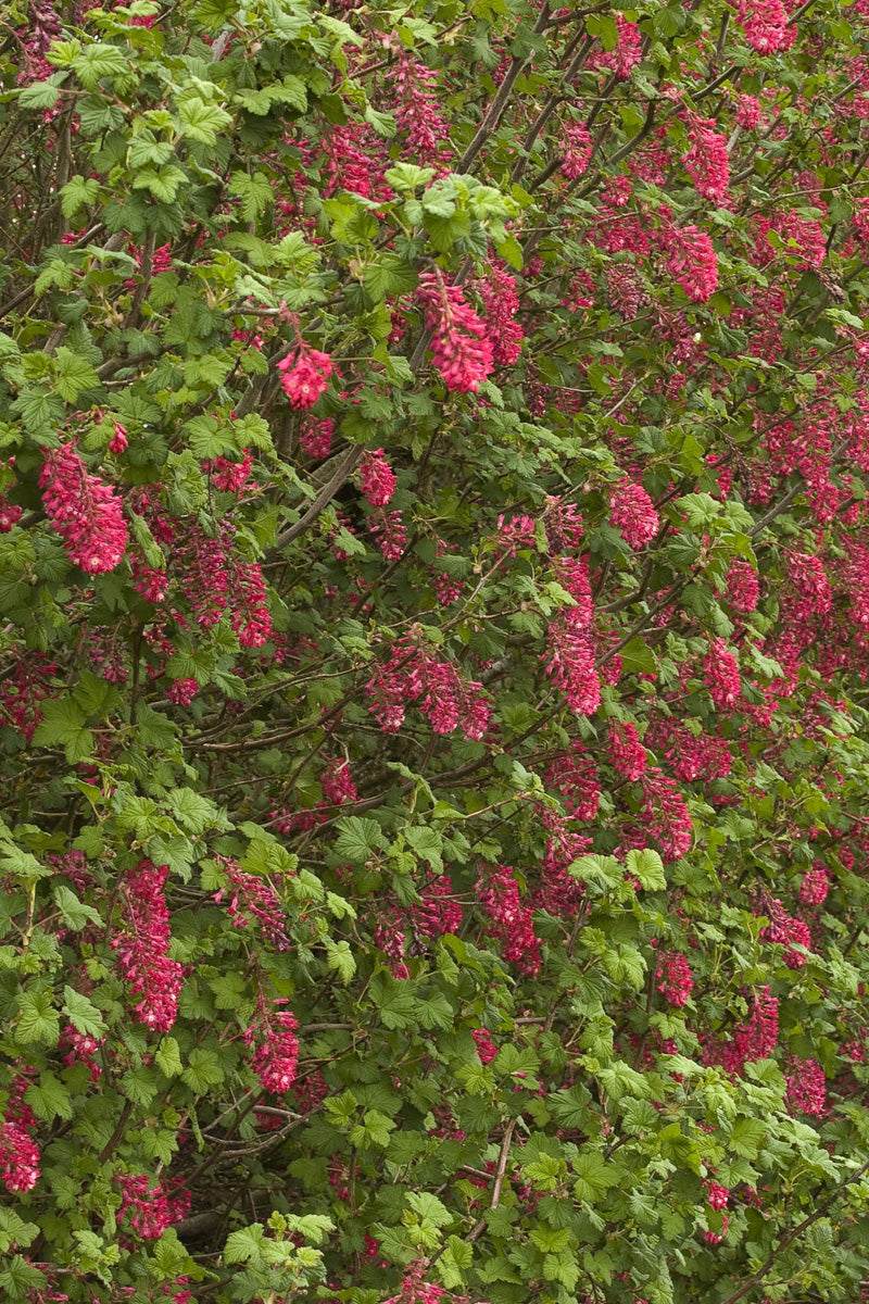 Ribes, King Edward VII